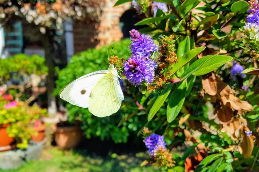 Bellavista La Tua Romantica Vacanza Sul Trasimeno Apartment Castiglione del Lago Exterior foto